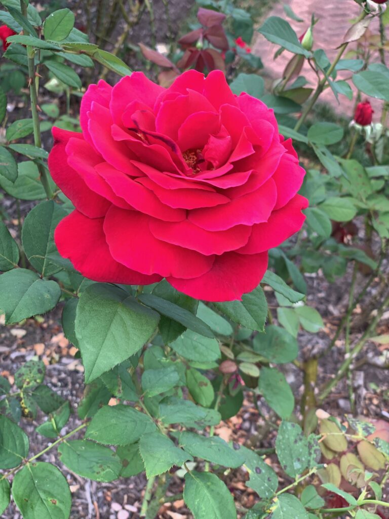 Large Red Rose Garden Biltmore Estate