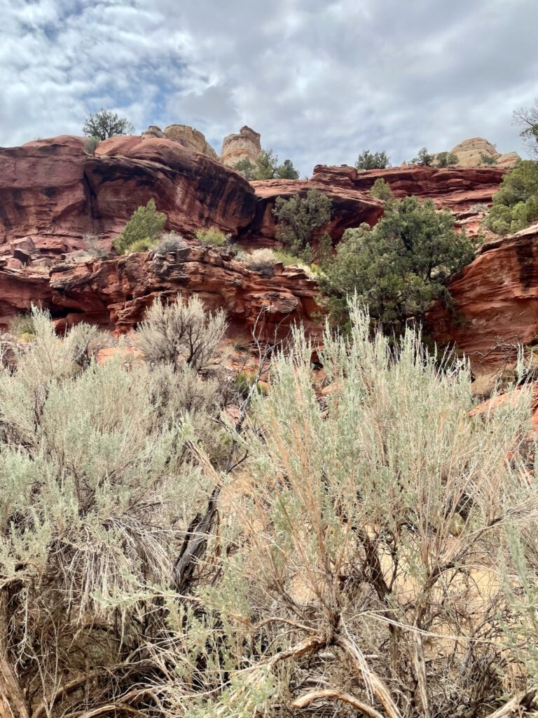 Everchanging view along Lower Calf Creek Falls Trail