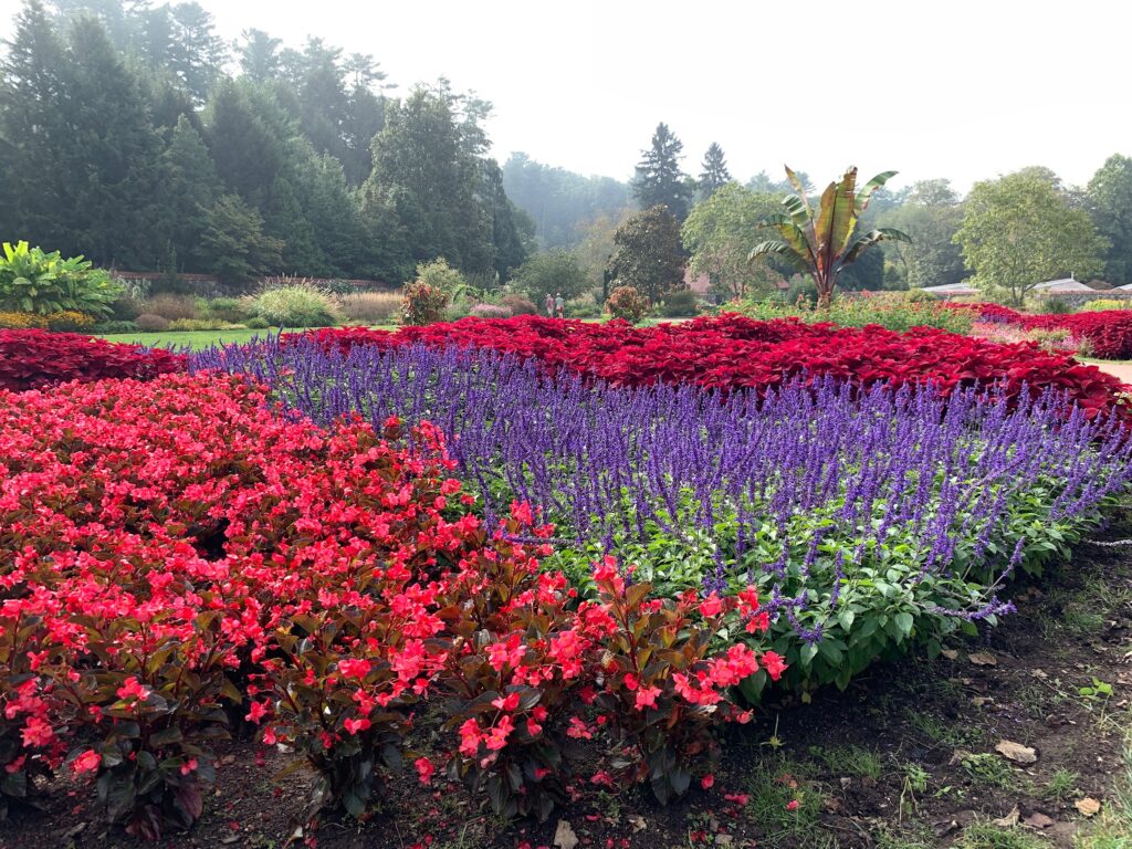 Gorgeous and colorful flowers in Walled Garden Biltmore