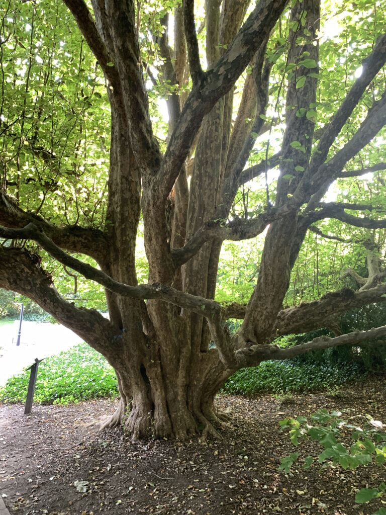 NC State Champion Tree Biltmore Gardens