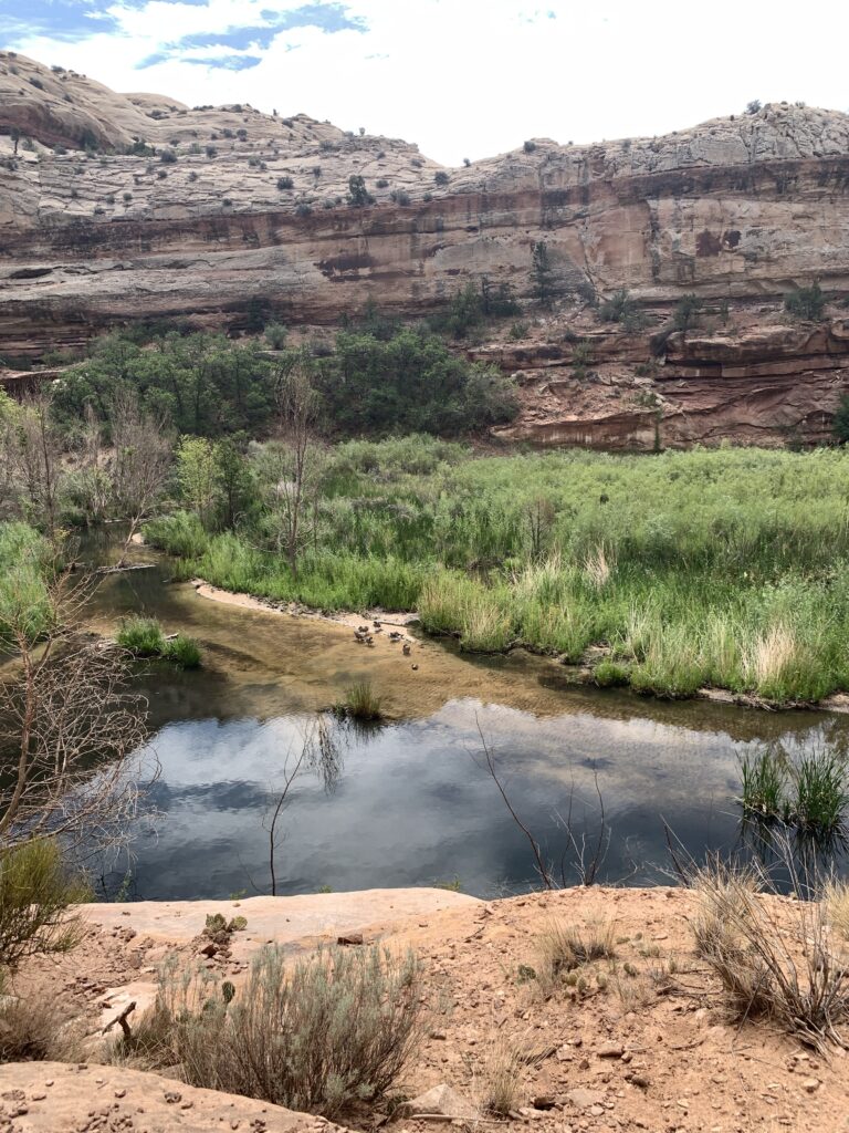 Geese along Calf Creek