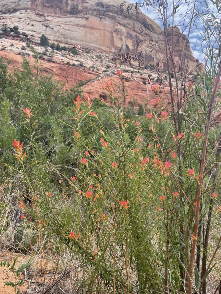 Red wildflowers along Lower Calf Creek Falls Trail