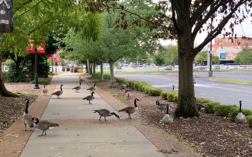 Ducks at Opryland