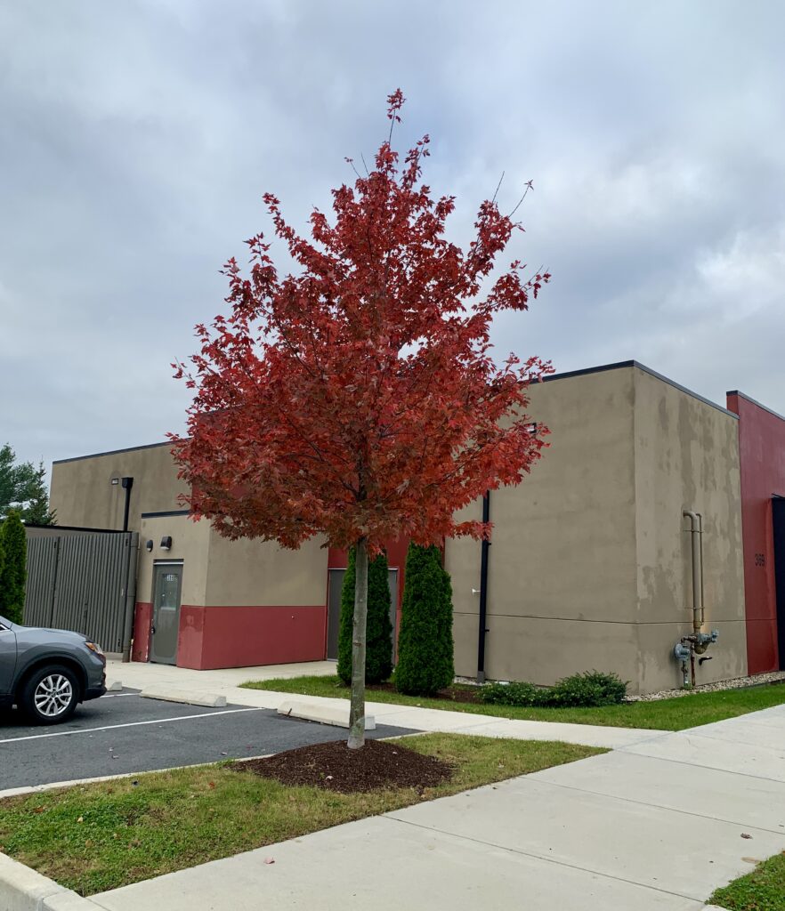 Maple tree in hotel parking lot after the Nor'easter