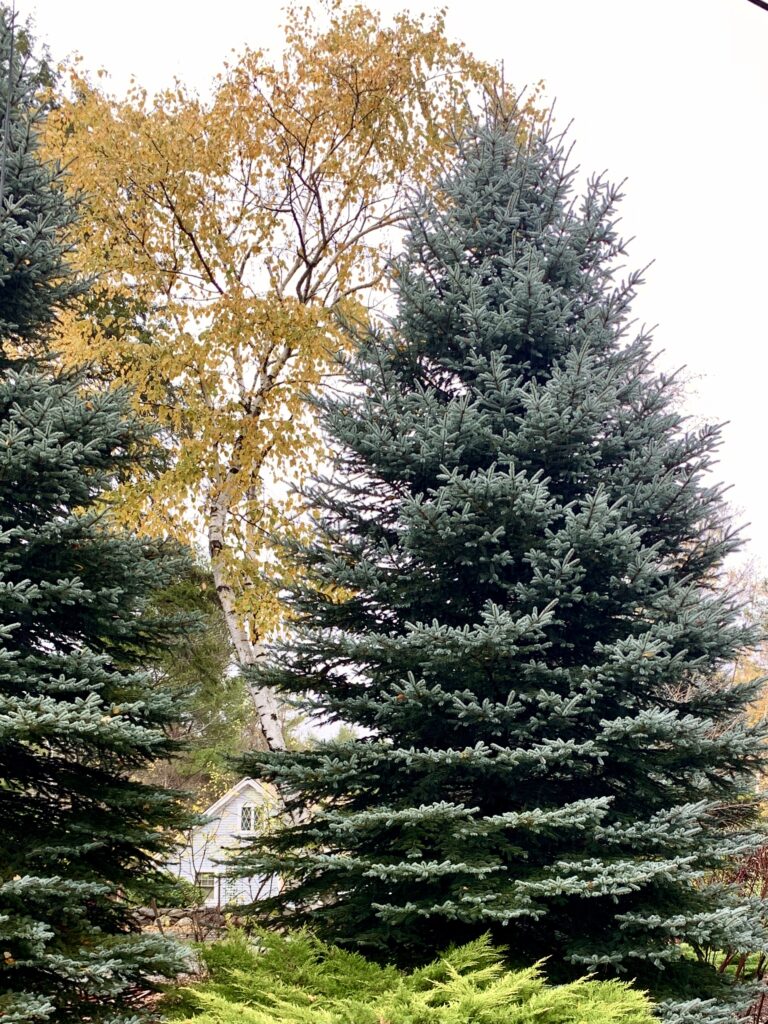 Christmas Trees in New Hampshire