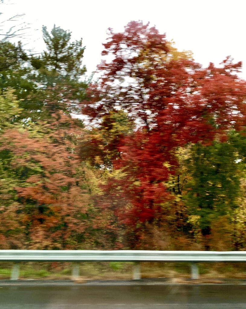 Roadside Fall Colors in Boston Late October