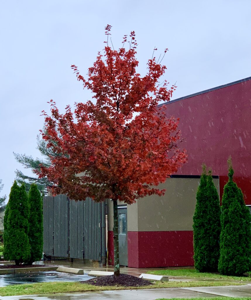 Maple tree in hotel in parking lot prior to Nor'easter