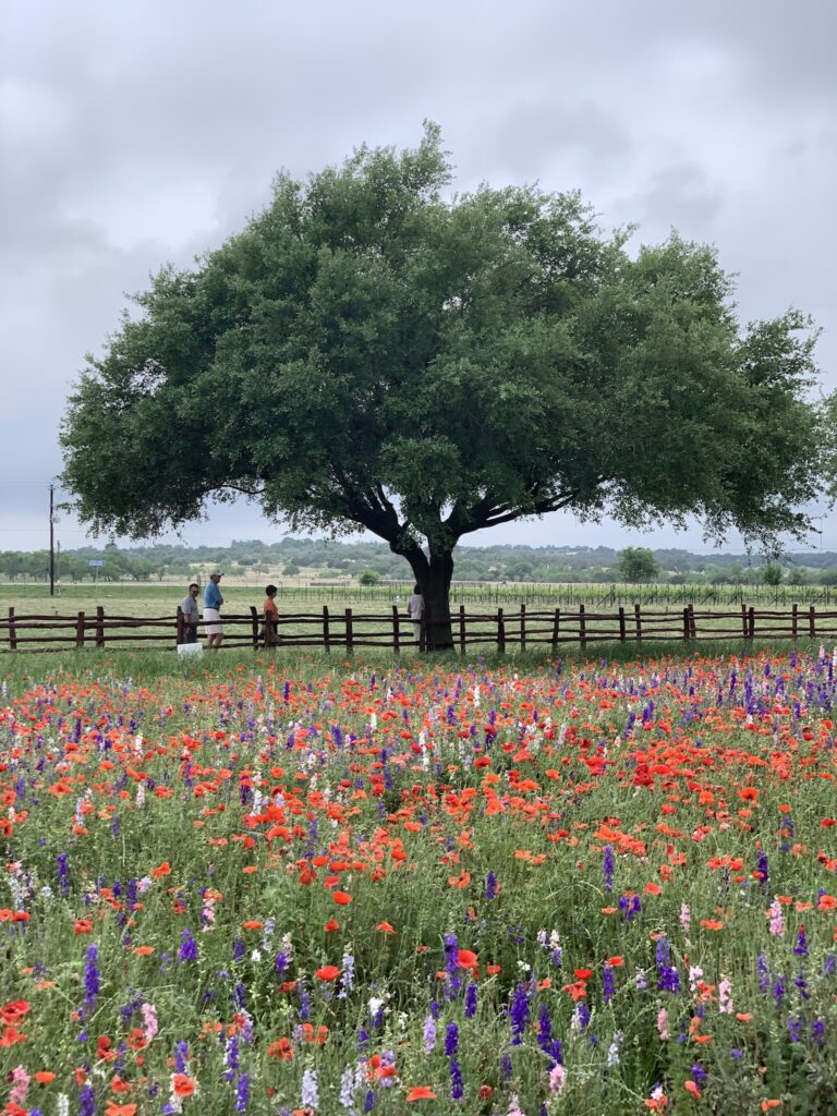 Wildflower field at Wildseed Farms Fredericksburg TX