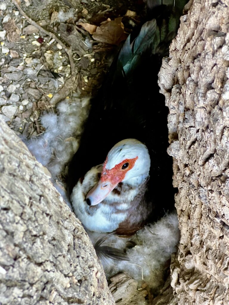 Duck sitting on her nest in tree hollow