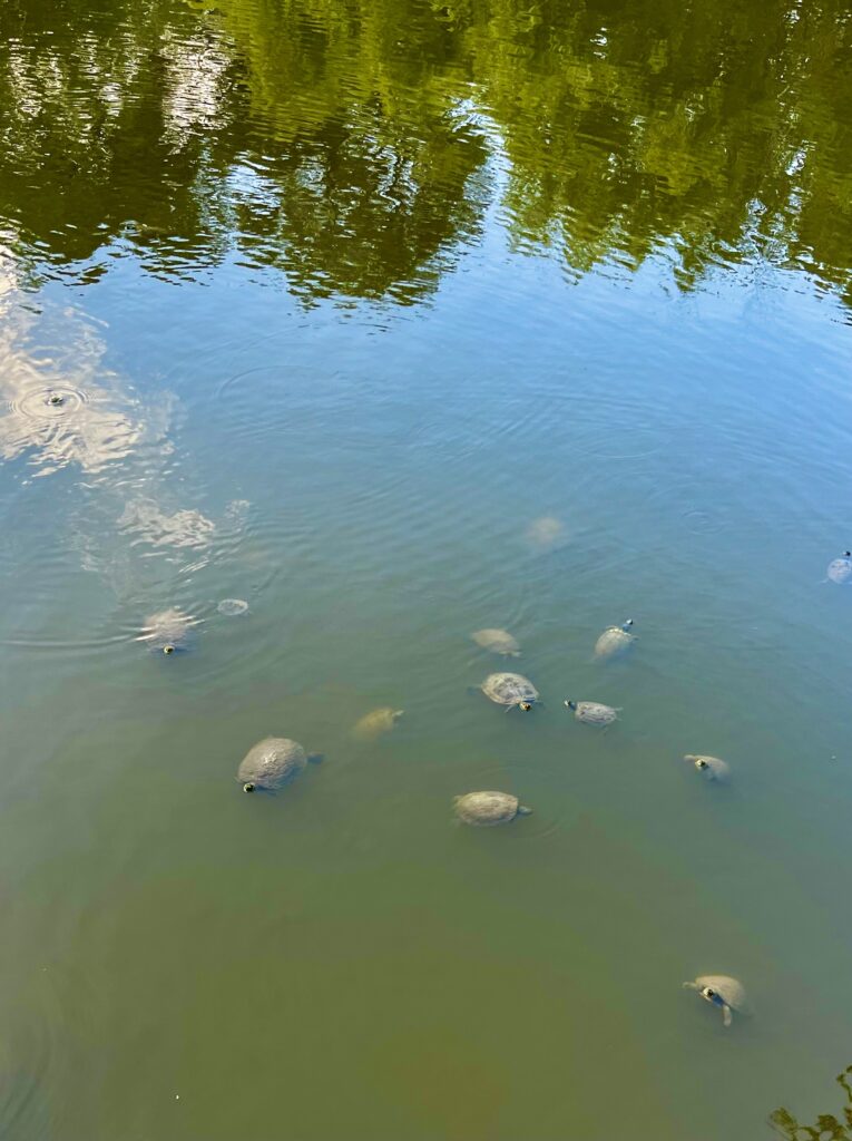 Many turtles in Cibolo Creek 