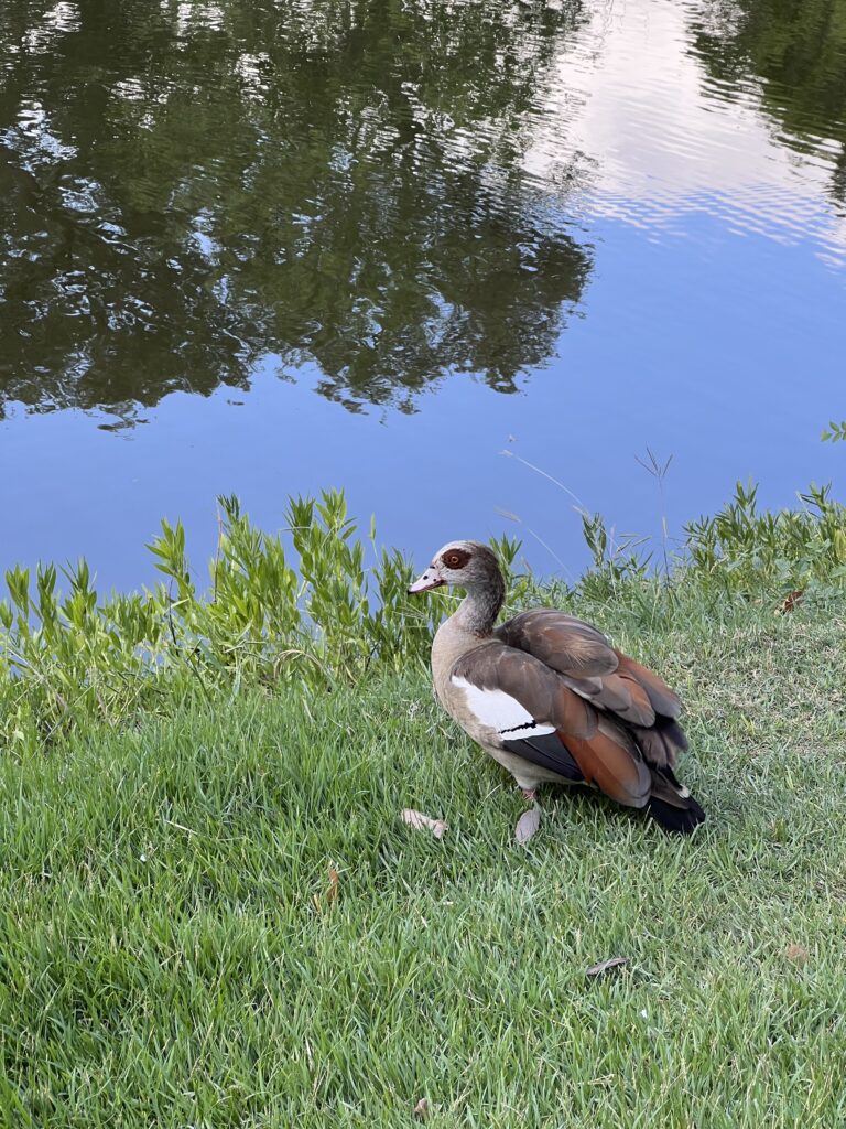 River Road Park duck beside Cibolo Creek