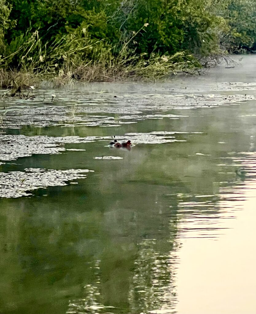 Hippo in Kafue River