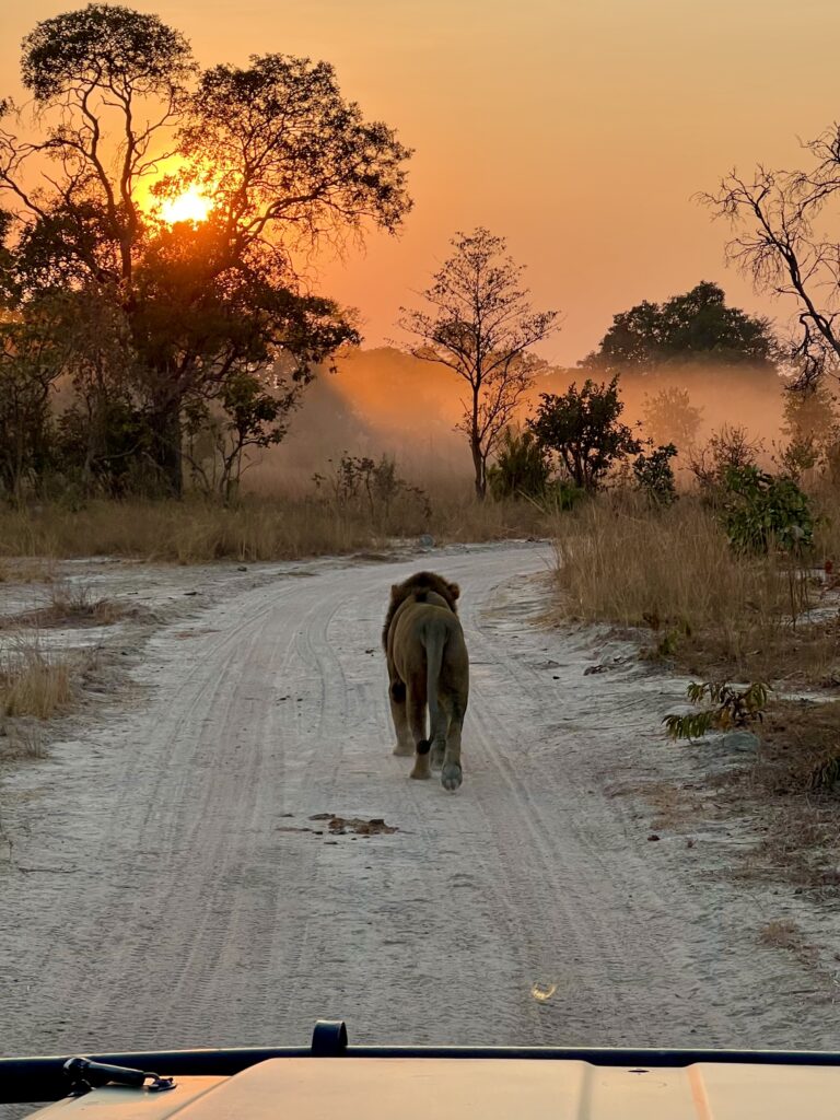 Morning lion stalking Mukambi Safari ride